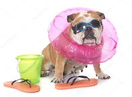 Bulldog